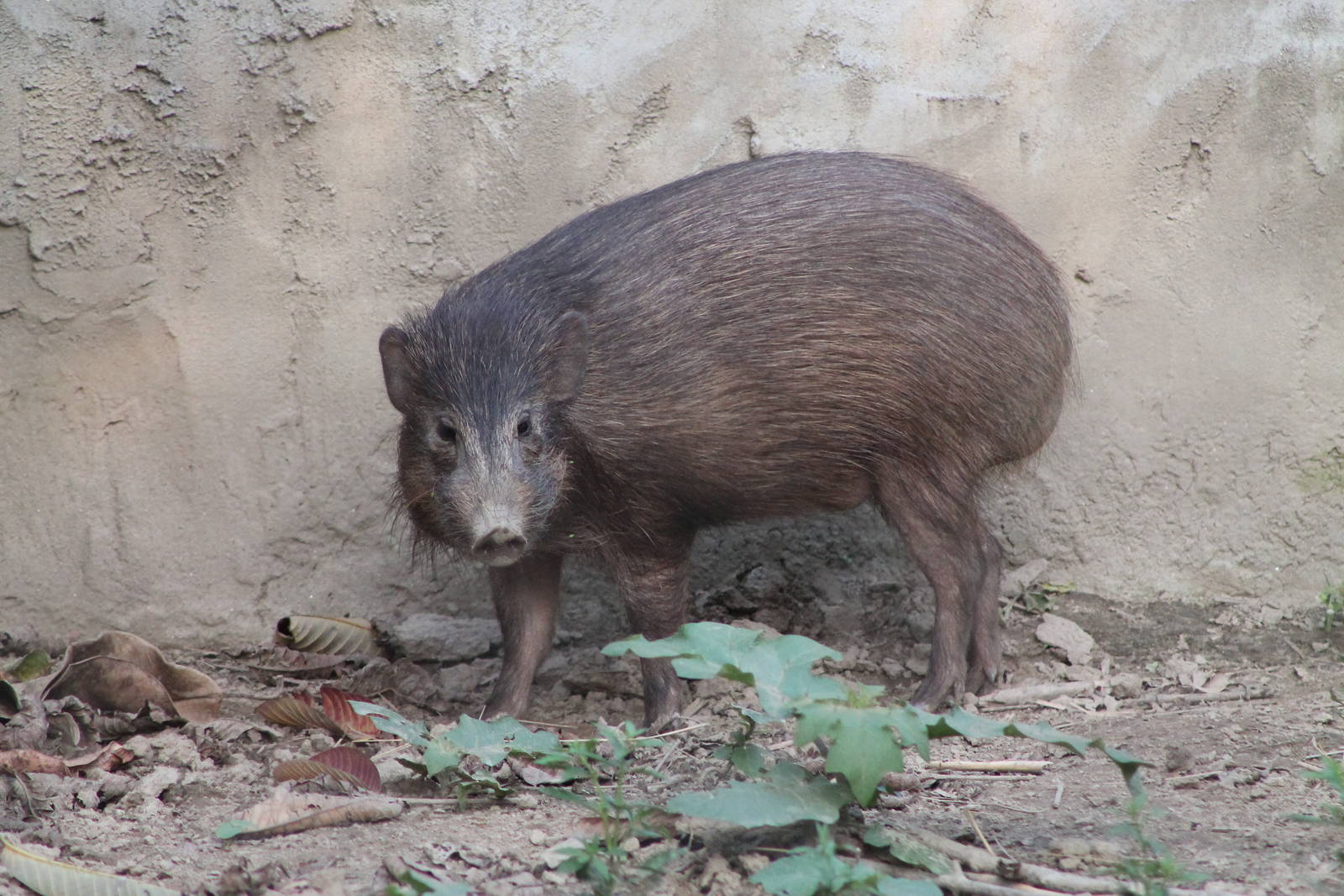 Pigmy Hog (Porcula salvania)