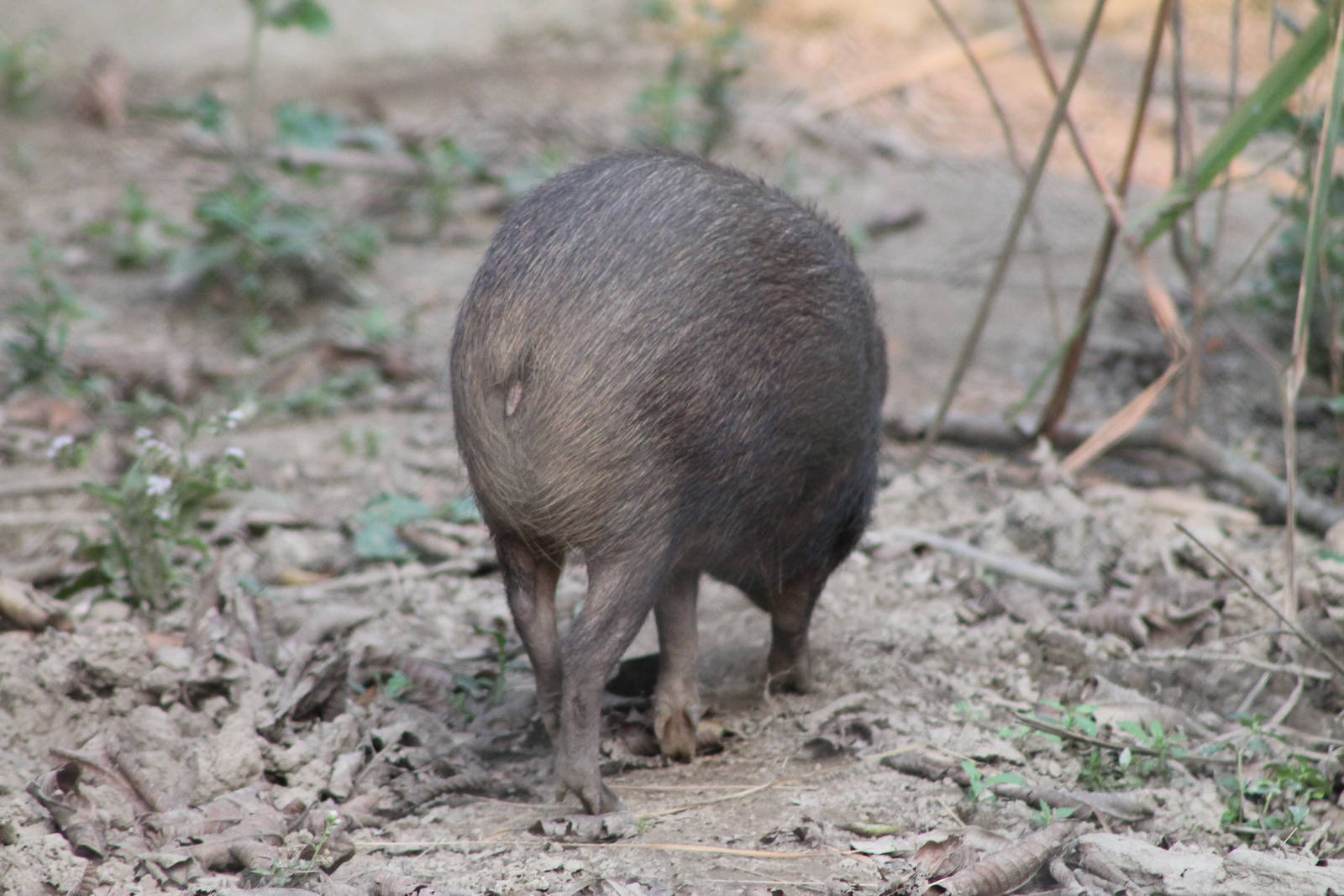 Pigmy Hog (Porcula salvania)