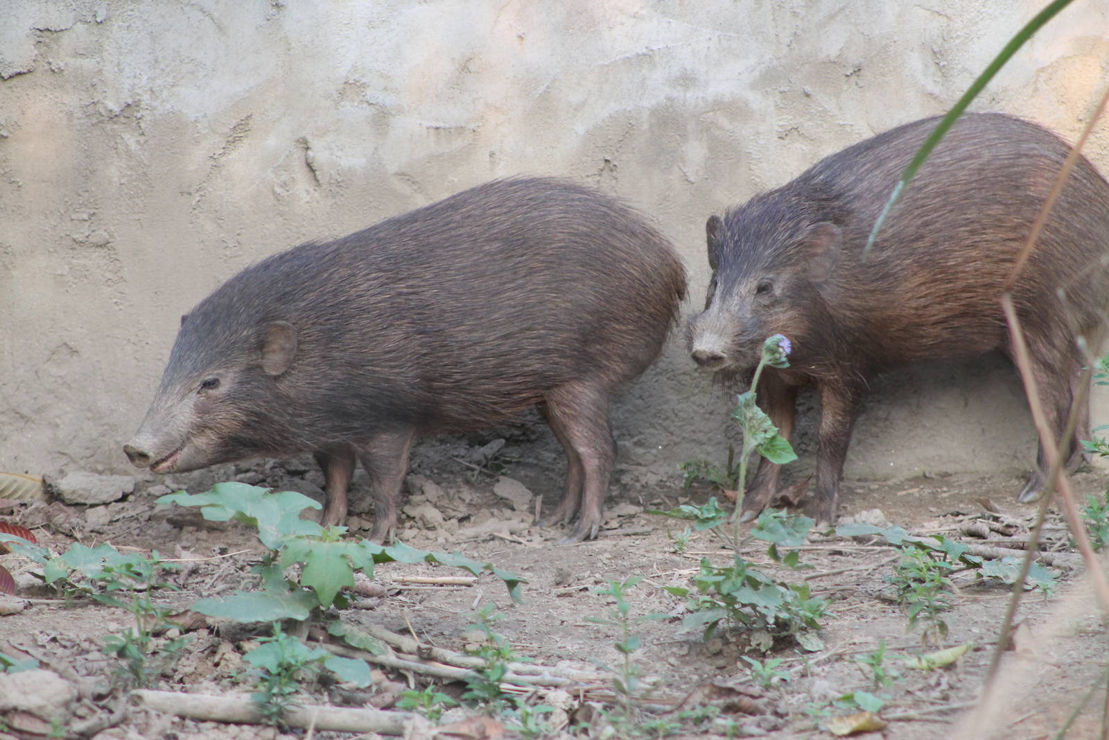 Pigmy Hogs (Porcula salvania)