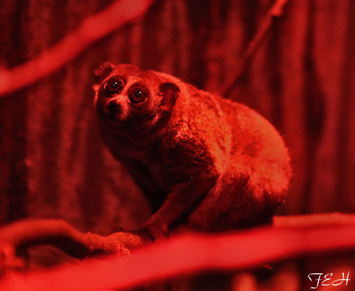 pigmy loris under nocturnal lighting