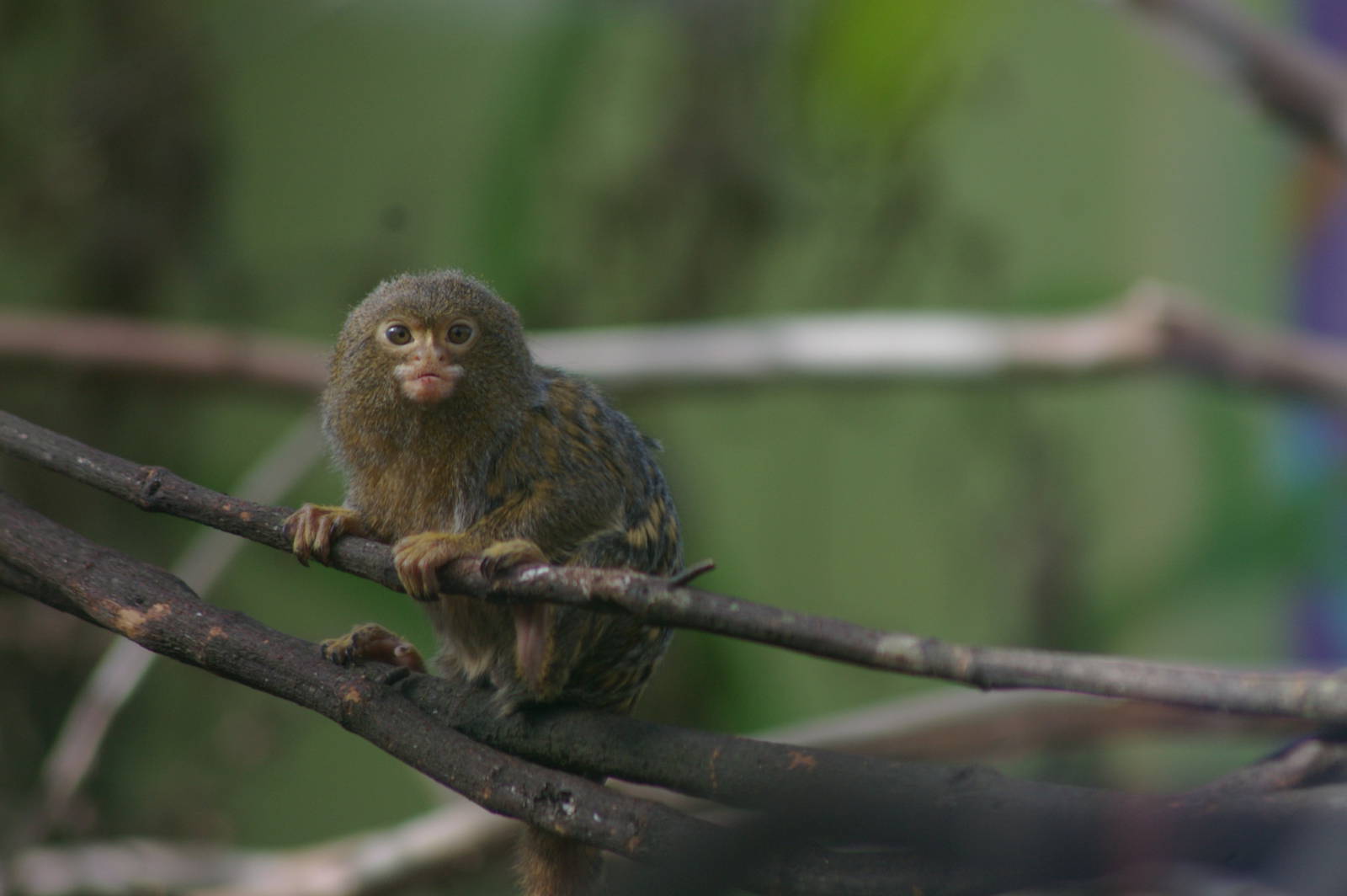 pigmy marmoset (Callithrix pygmaea)