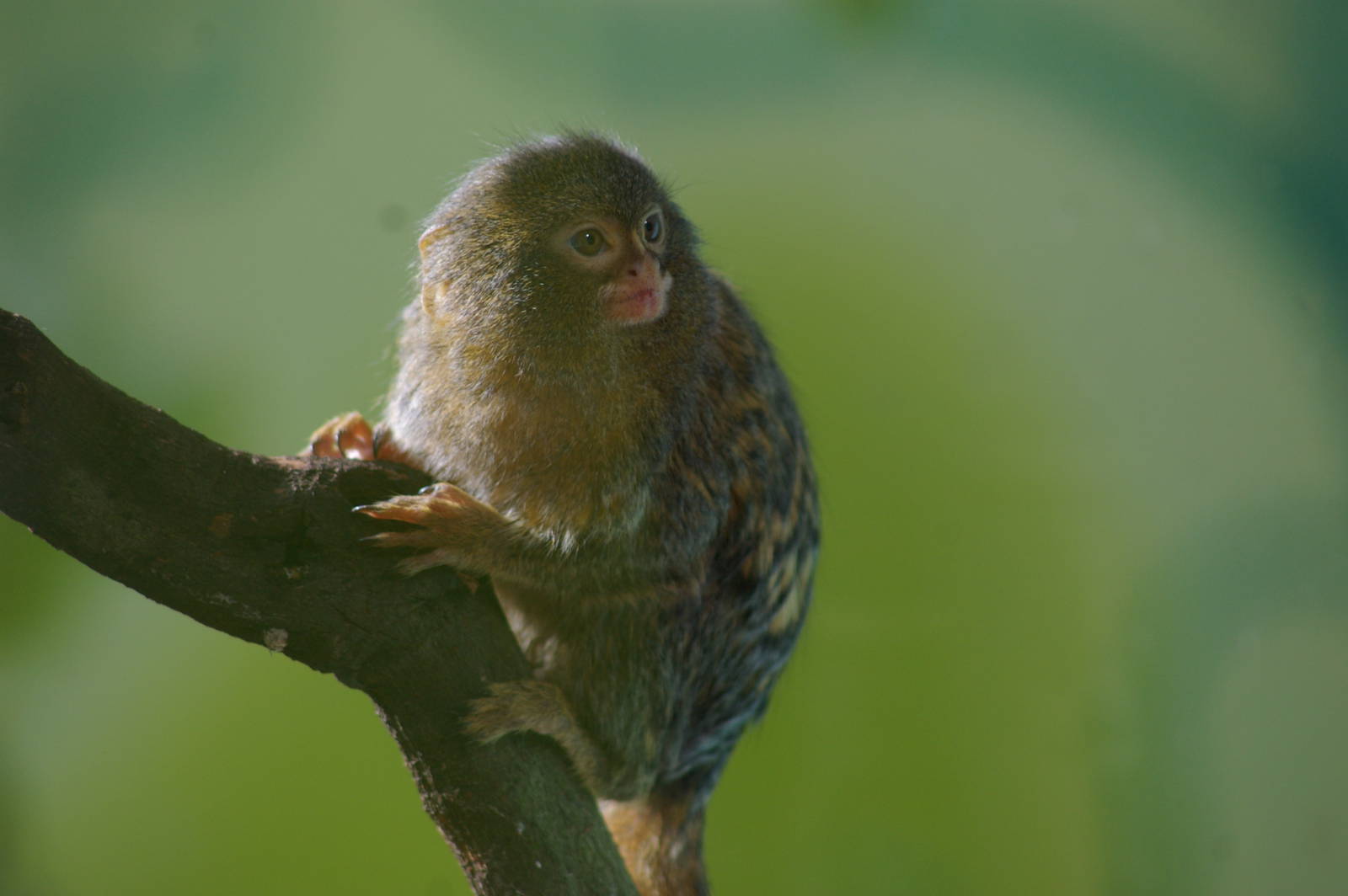 pigmy marmoset (Callithrix pygmaea)