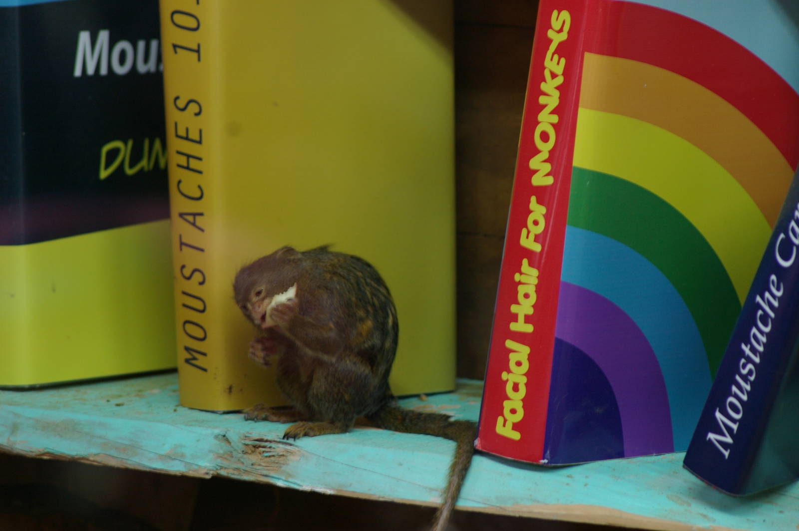 pigmy marmoset (Callithrix pygmaea)