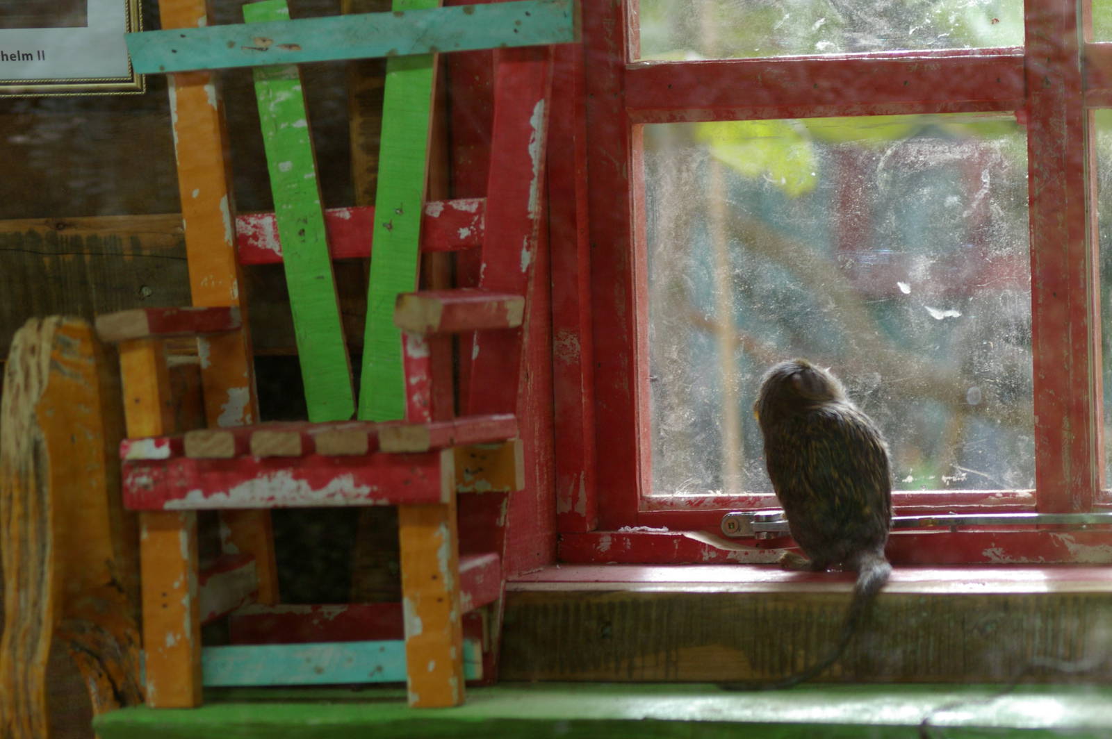 pigmy marmoset (Callithrix pygmaea)