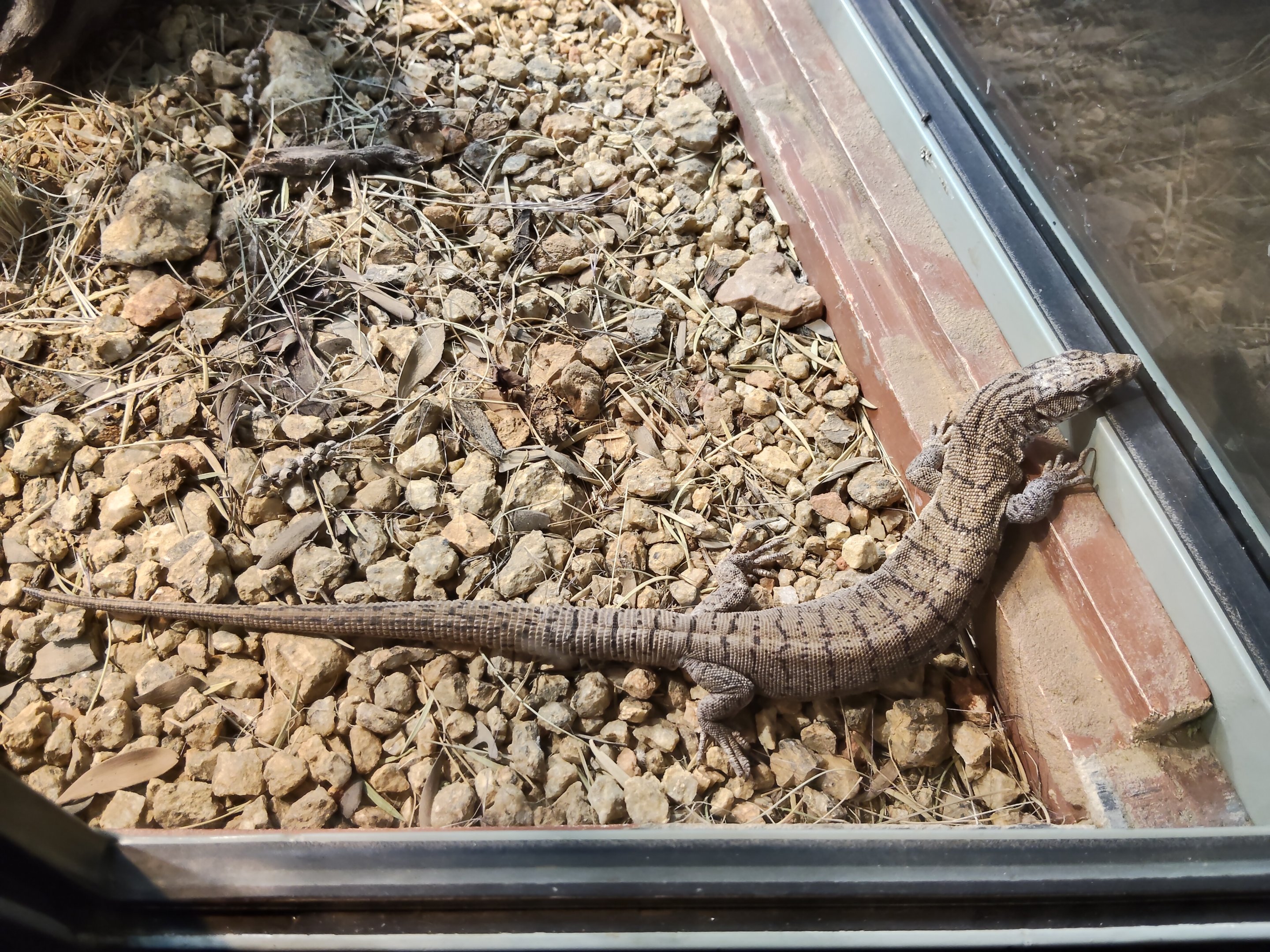 Pigmy Mulga Monitor (Varanus gilleni)