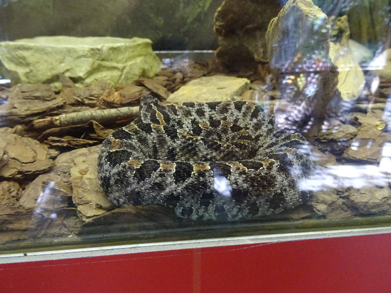 Pigmy Rattlesnake at Busch Gardens Tampa