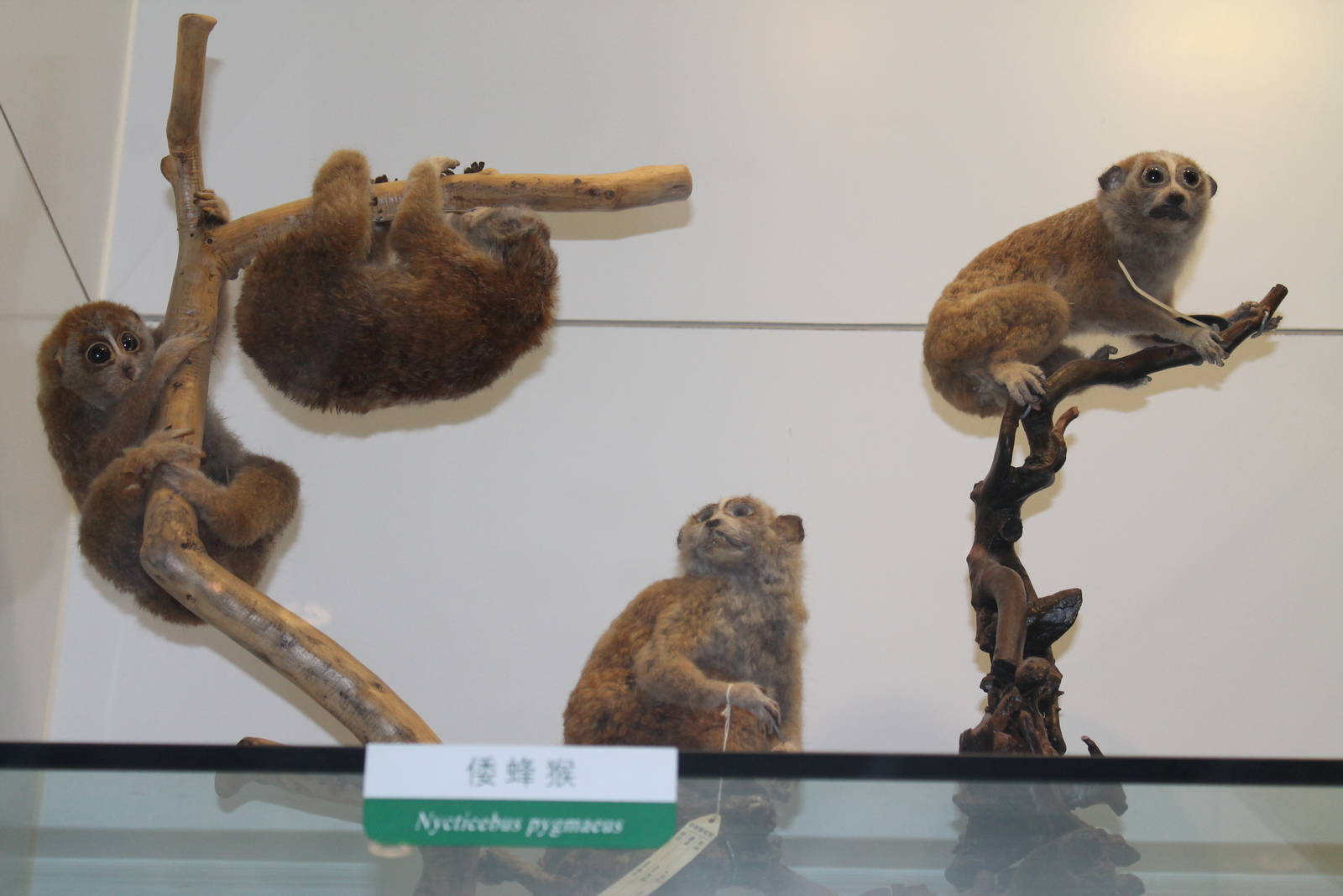 Pigmy Slow Lorises (Nycticebus pygmaeus)