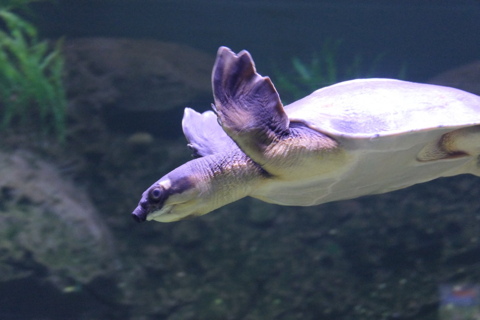 Pignose Turtle (Carettochelys insculpta)