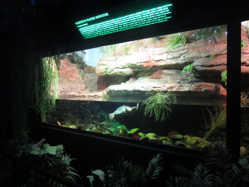 Pignose Turtle tank