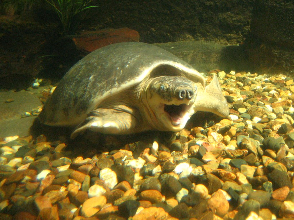 Pignose Turtle