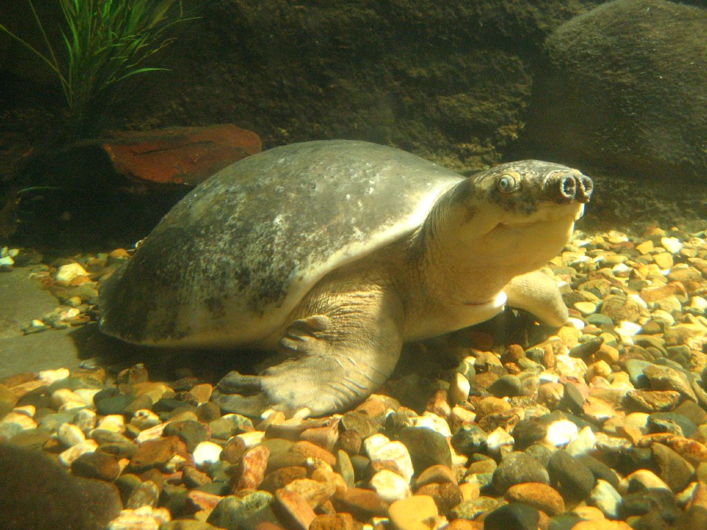 Pignose Turtle
