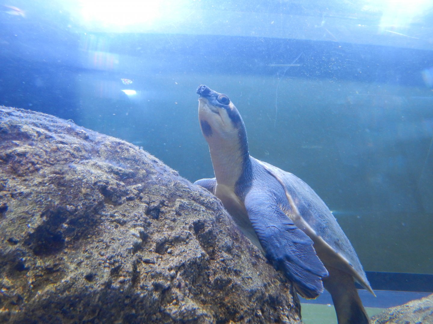 Pignosed Turtle/Fly River Turtle