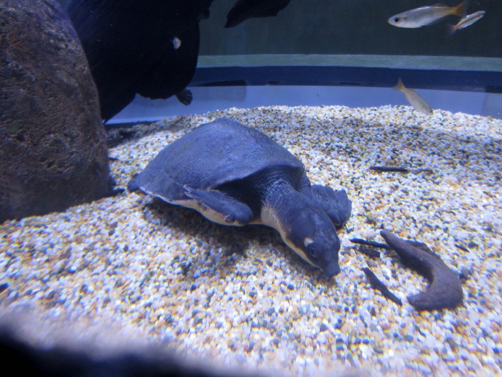 Pignosed Turtle