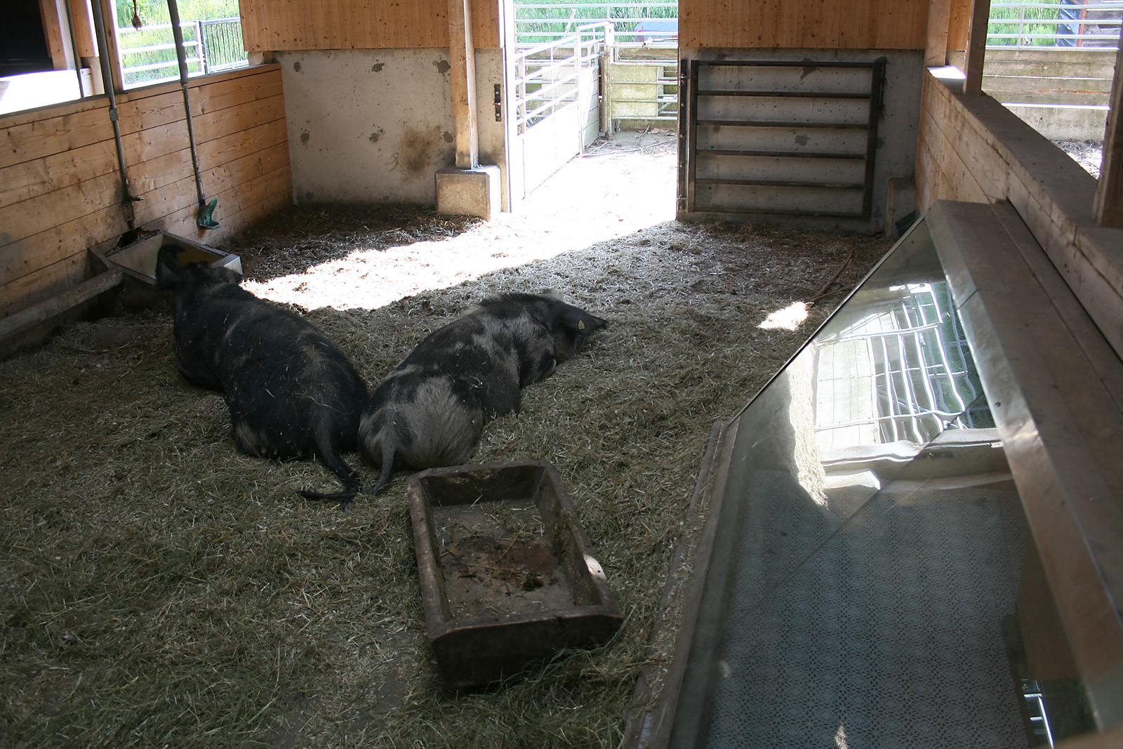 Pigs at the farm