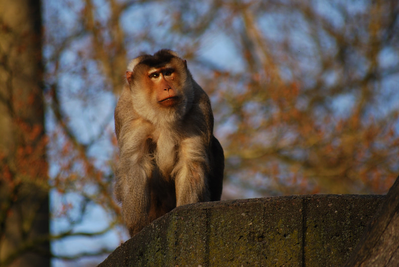 Pigtailed macaque