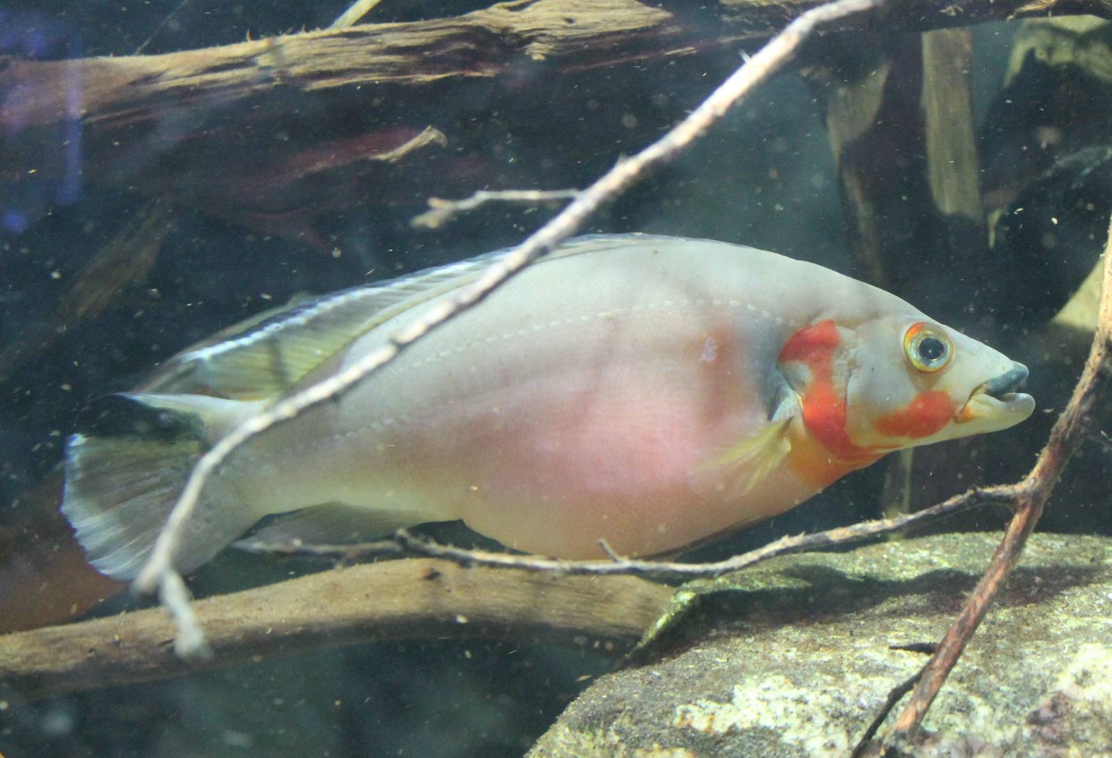 Pike cichlid, Crenichla species