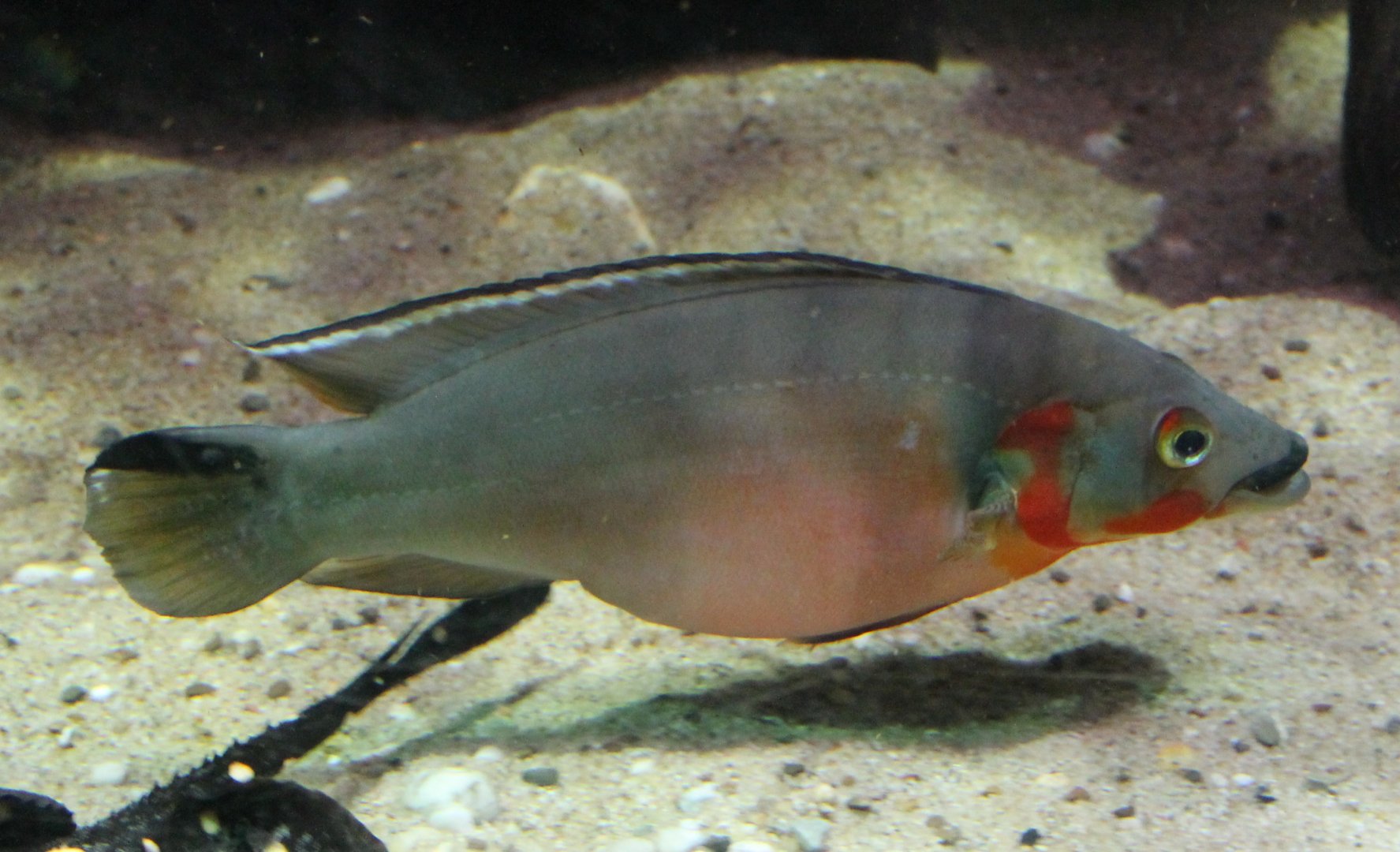 Pike cichlid - Crenichla species