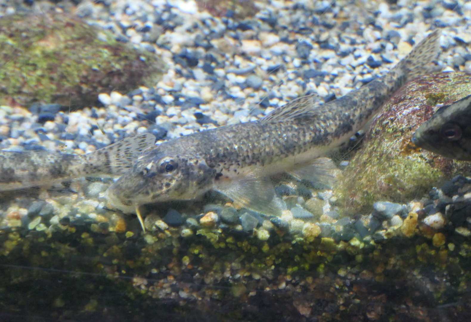 Pike Gudgeon (Pseudogobio esocinus)