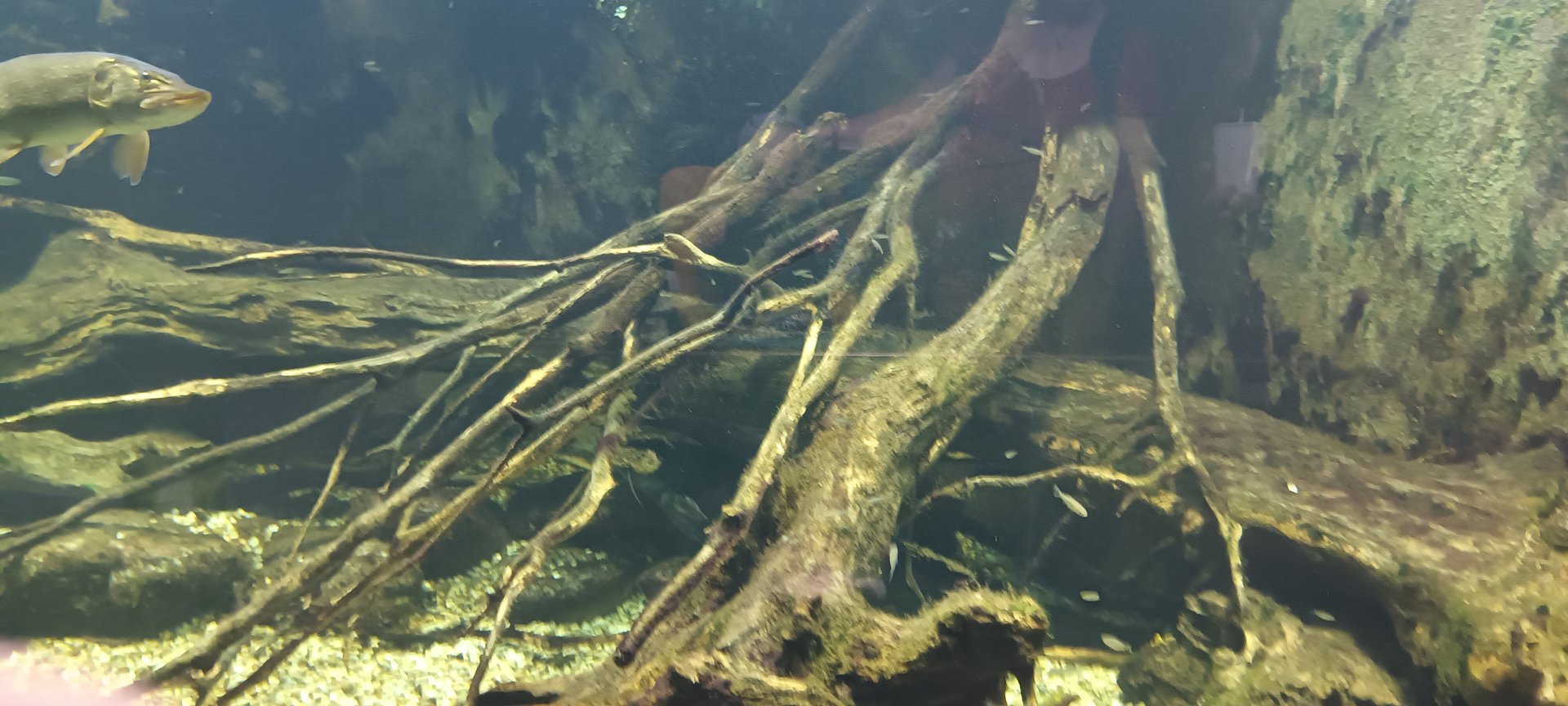 Pike Perch, Northern Pike and Catfish Tank