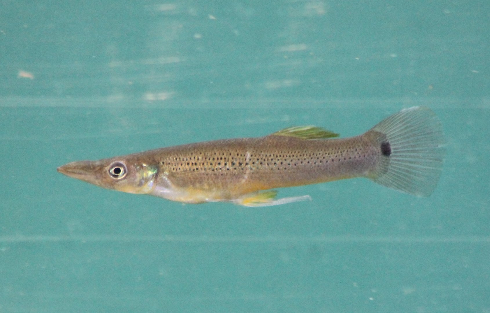 Pike topminnow