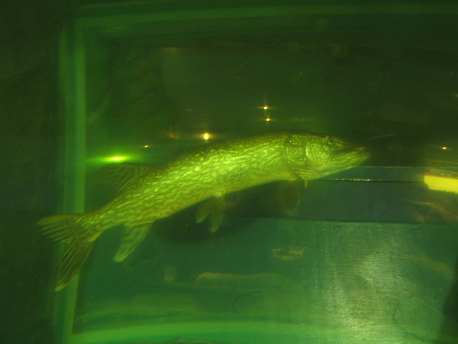 Pike