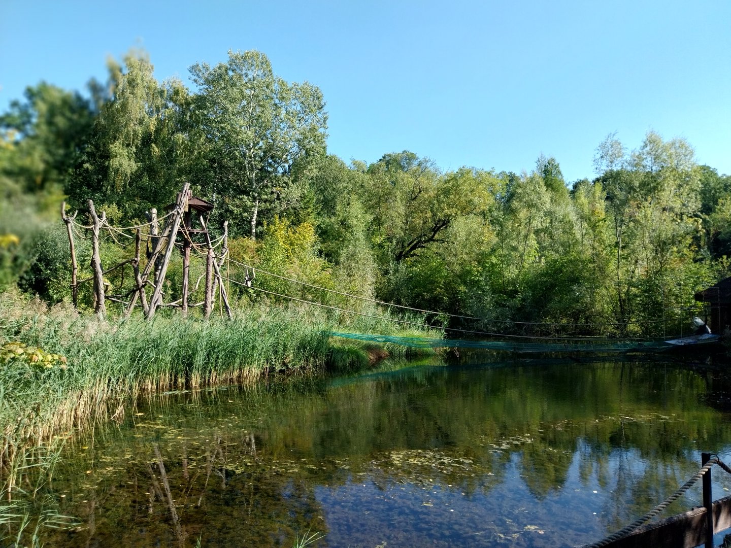 Pilaeted Gibbon (Hylobates pileatus)