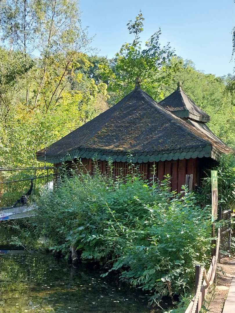 Pilaeted Gibbon (Hylobates pileatus)