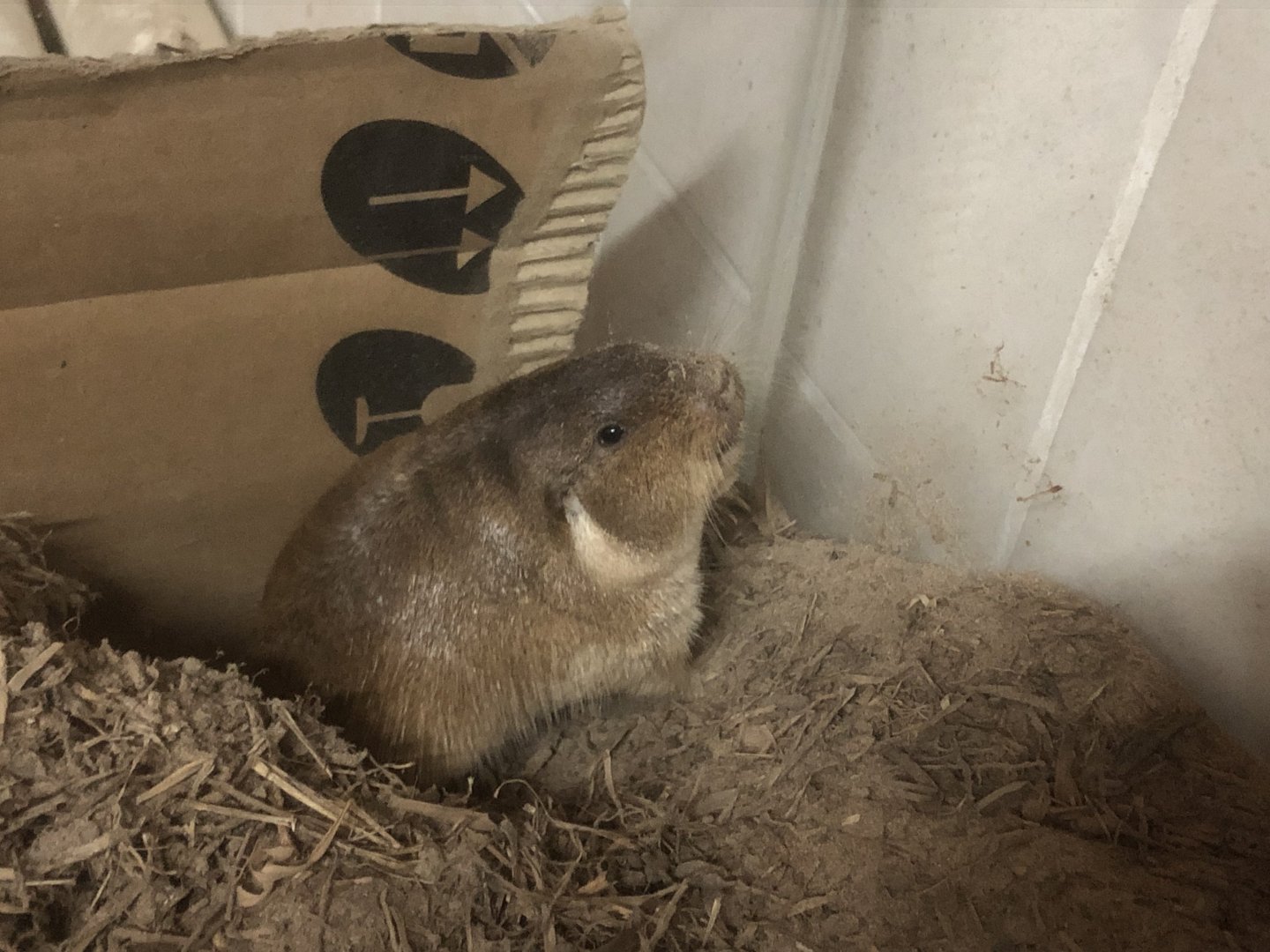Pilar Tuco-tuco (Ctenomys pilarensis)