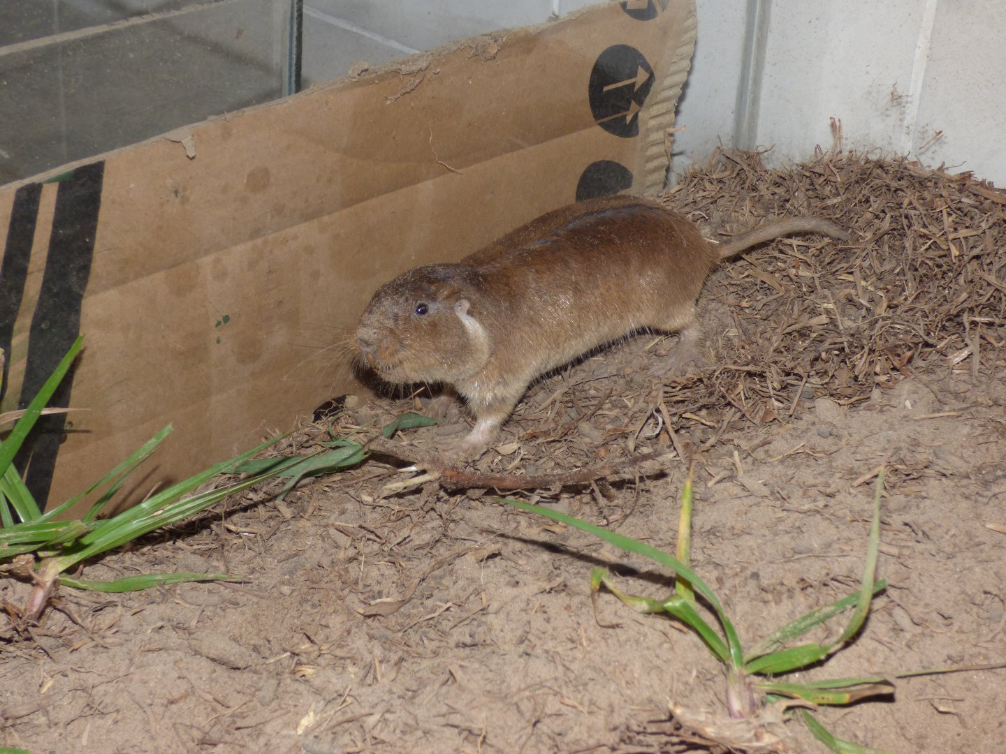 Pilar Tuco-tuco (Ctenomys pilarensis)