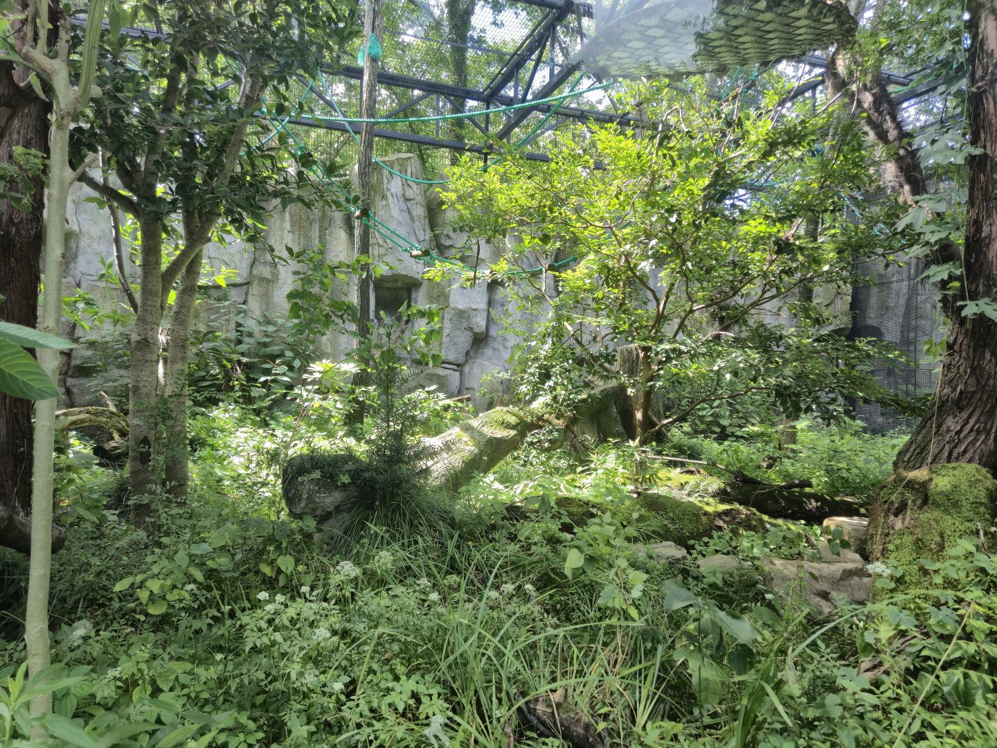 Pilated Gibbon exhibit