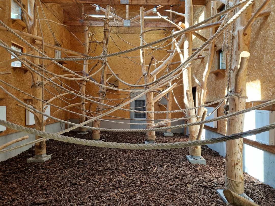 Pilated Gibbon indoor