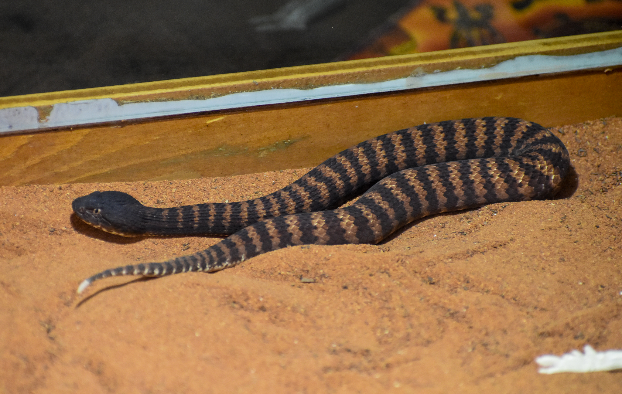 Pilbara Death Adder, Acanthophis wellsi