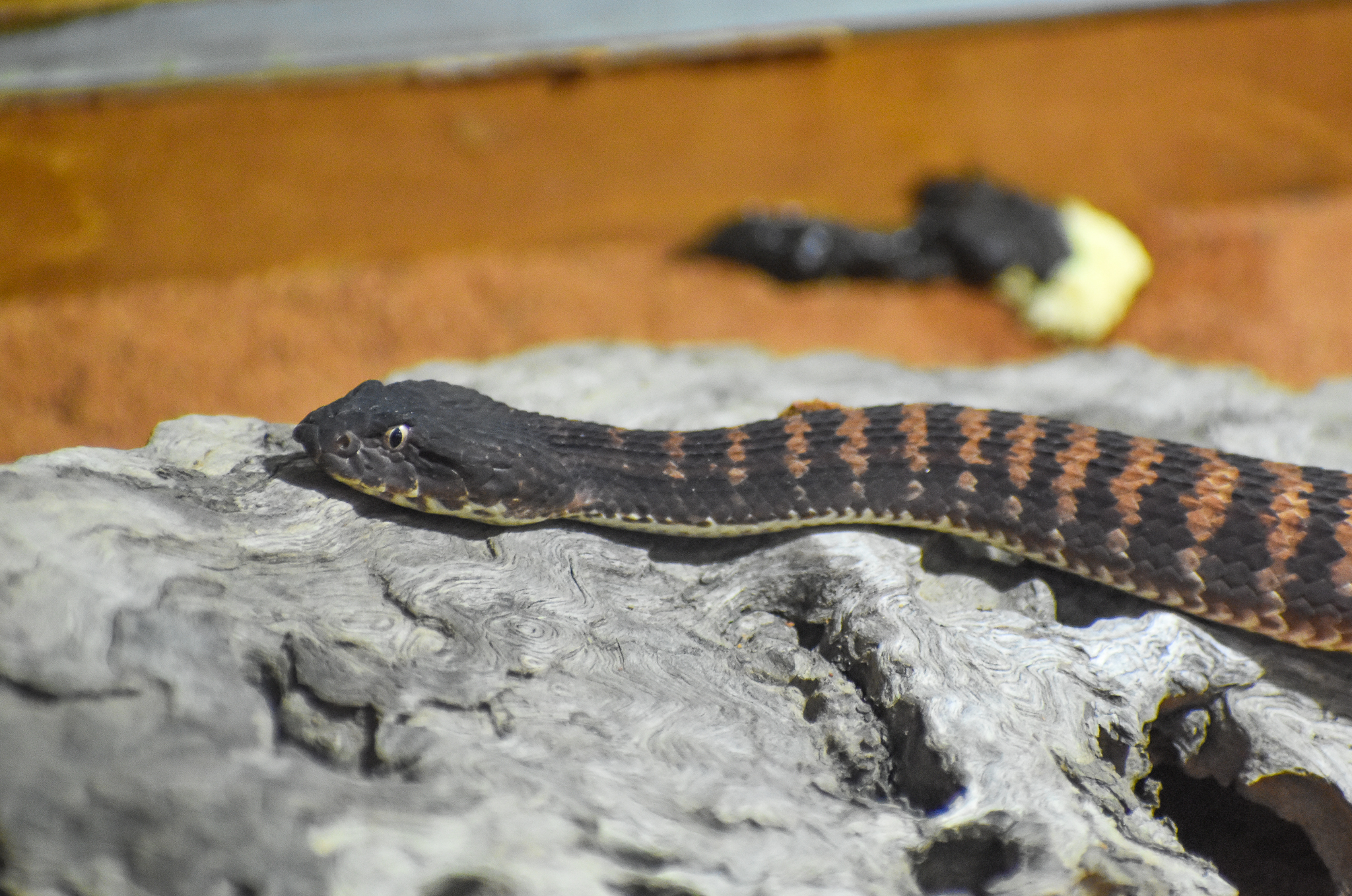 Pilbara Death Adder,  Acanthophis wellsi