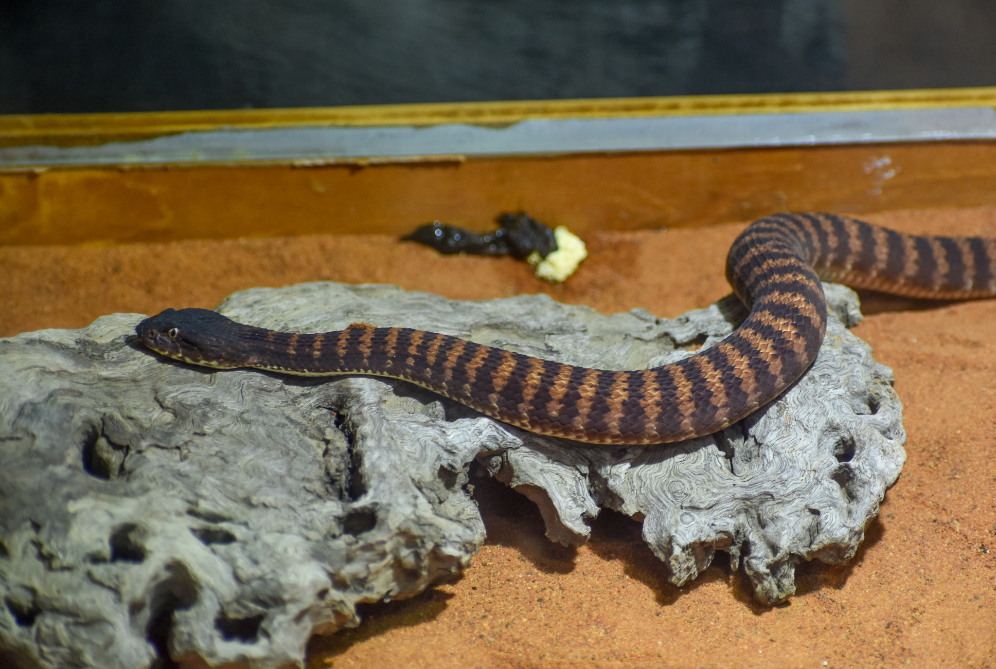 Pilbara Death Adder, Acanthophis wellsi