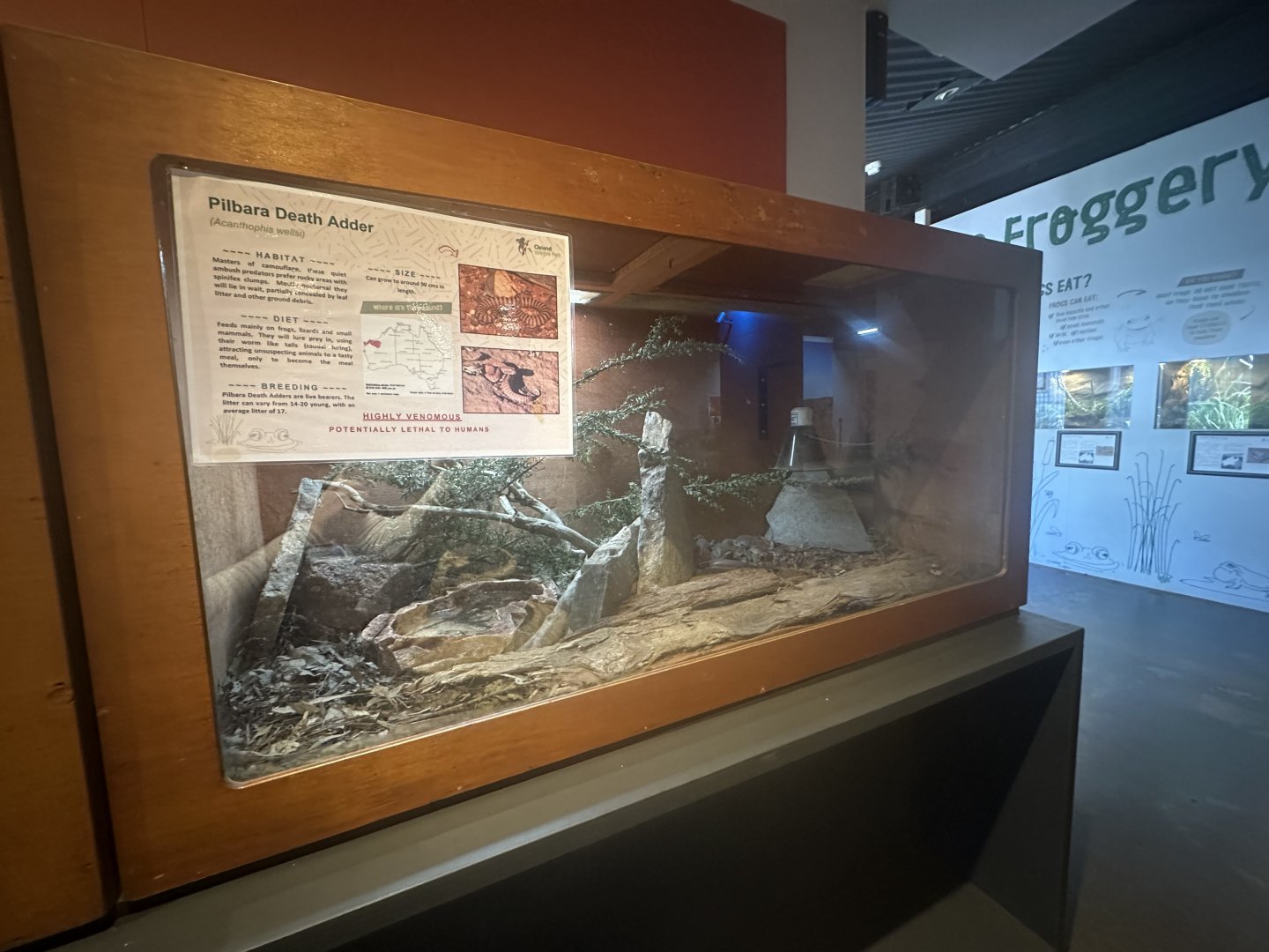 Pilbara death adder