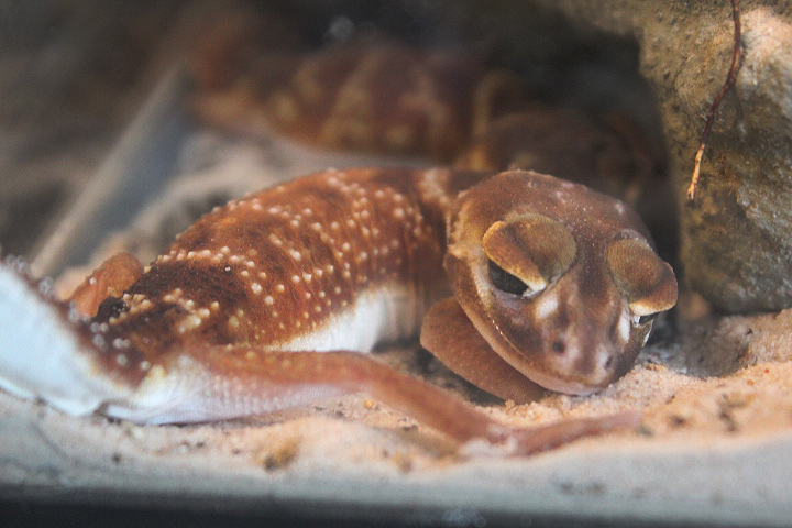 Pilbara knob-tailed gecko (Nephrurus levis pilbarensis) - Private facility