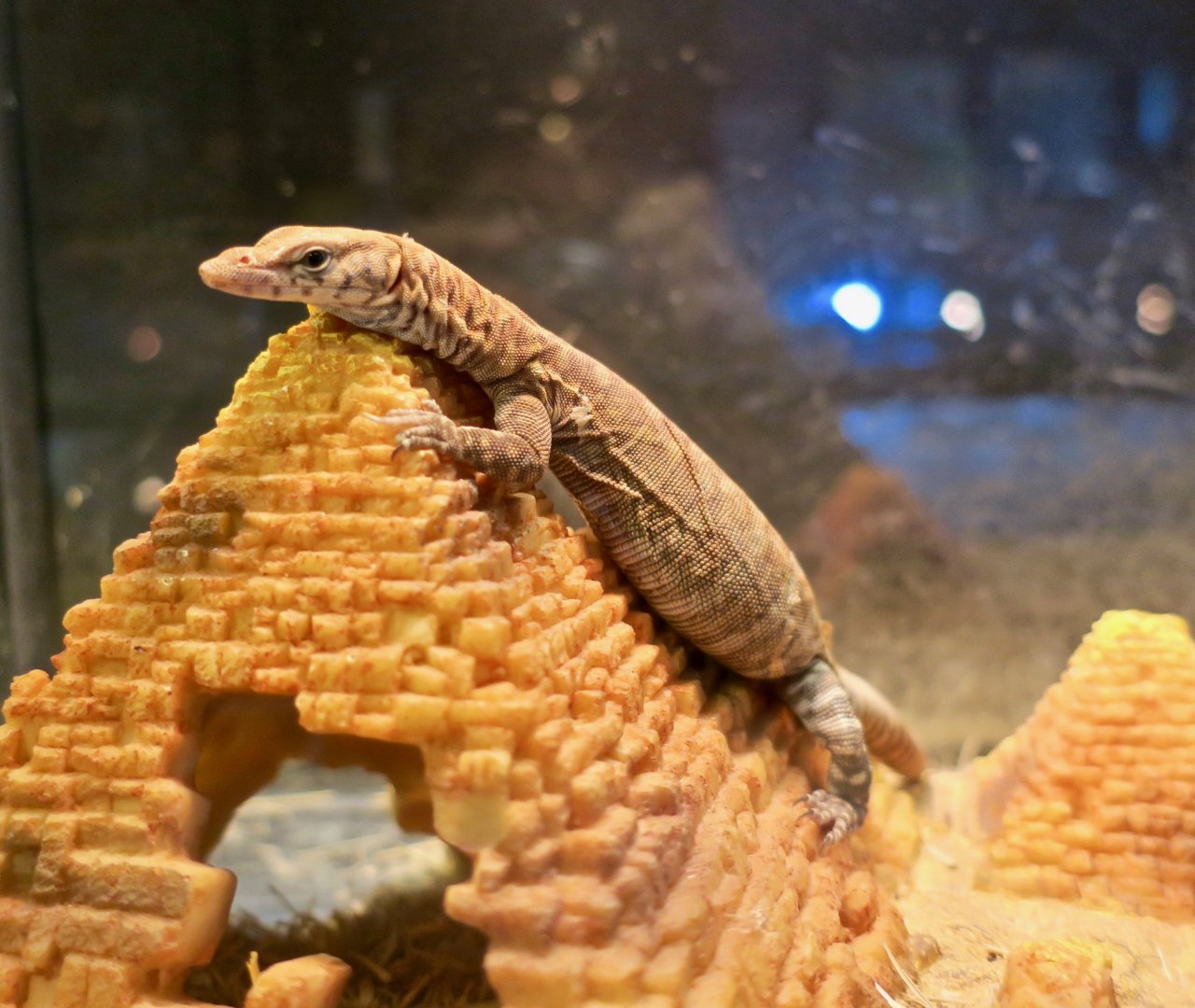 Pilbara Rock Monitor (Varanus pilbarensis)