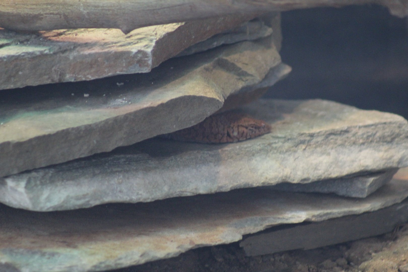 Pilbara Rock Monitor