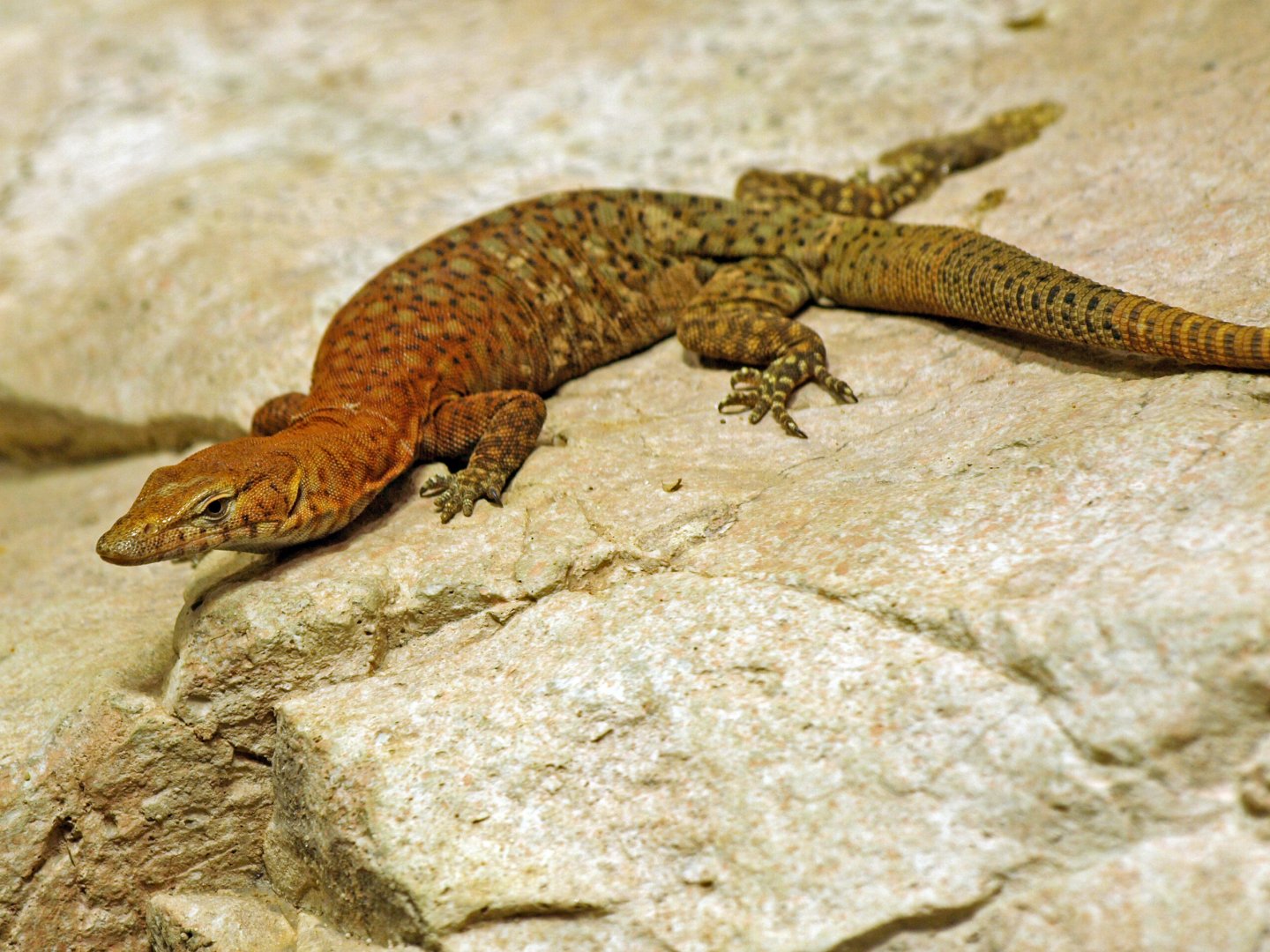 Pilbara rock monitor