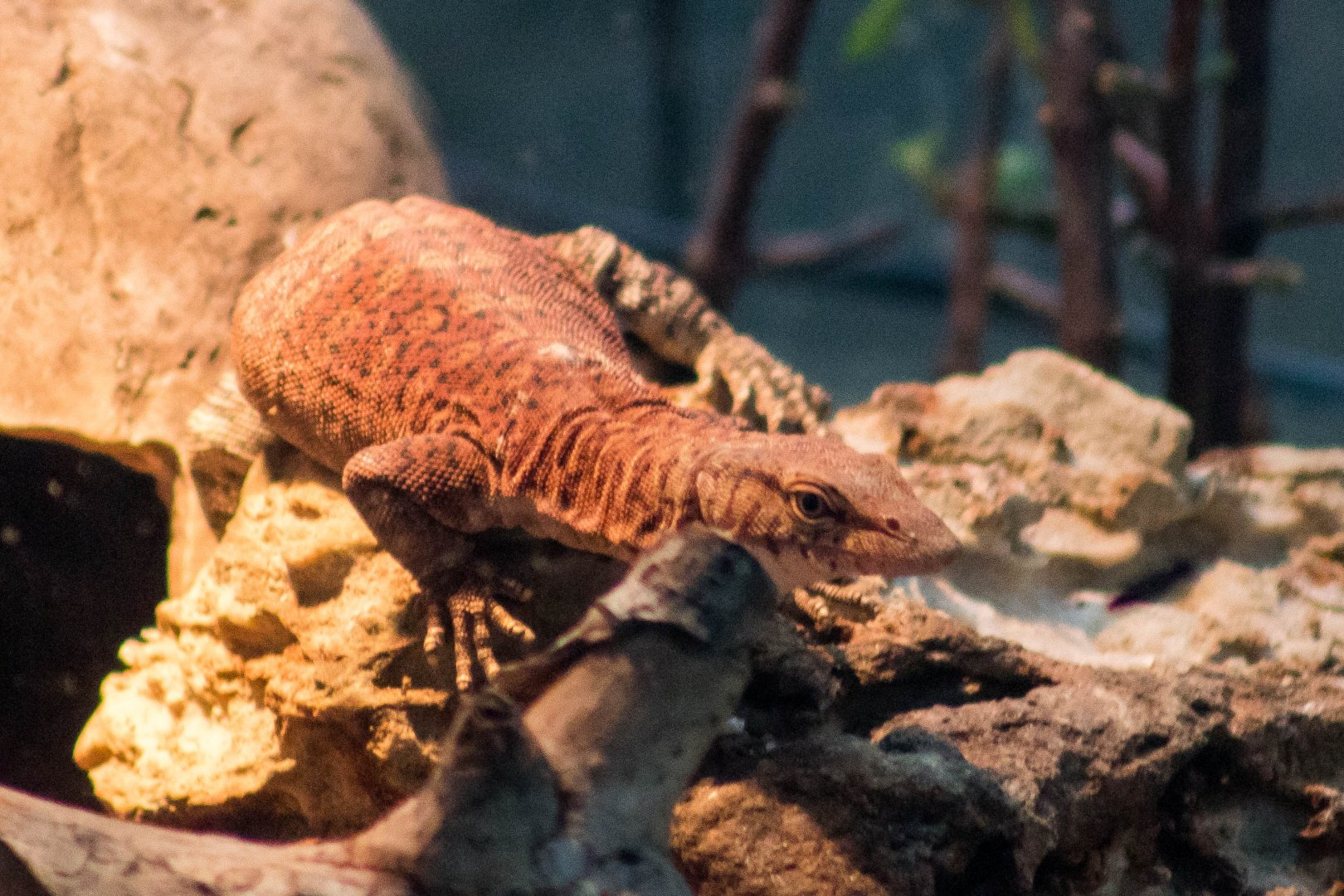 Pilbara rock monitor
