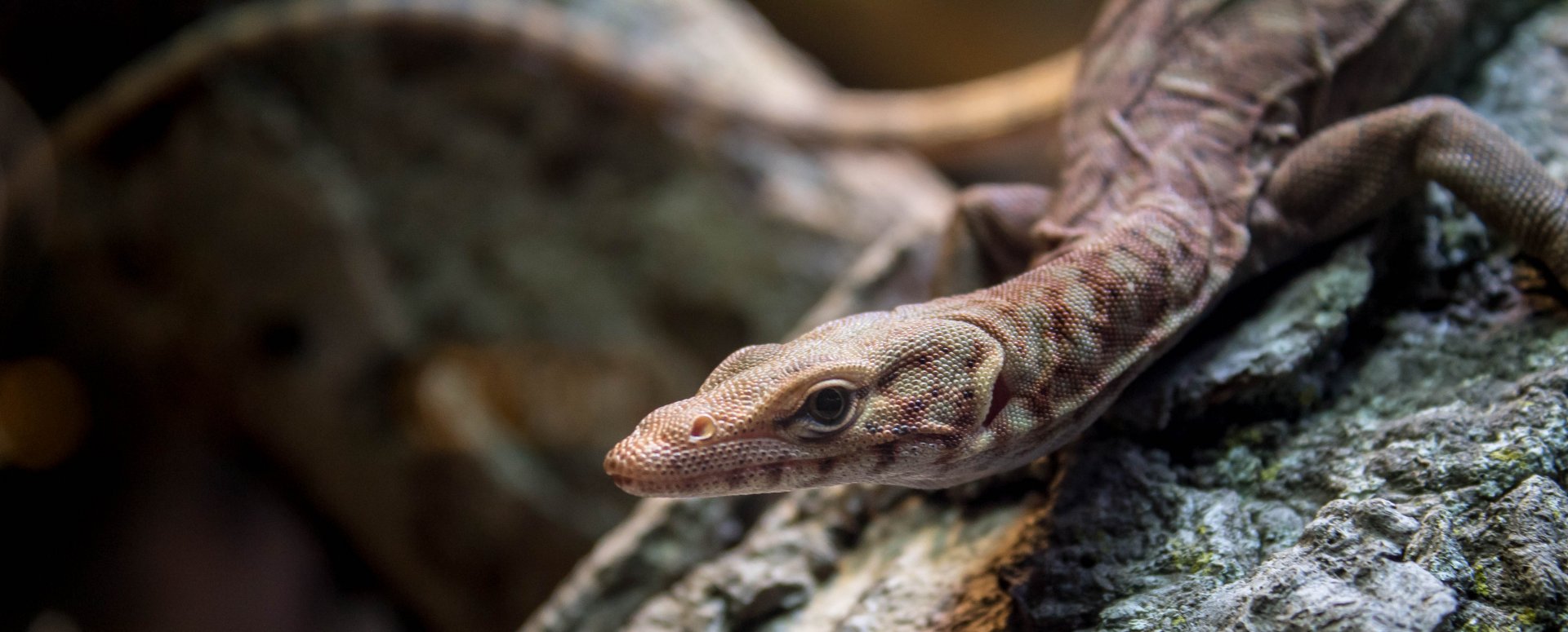 Pilbara rock monitor