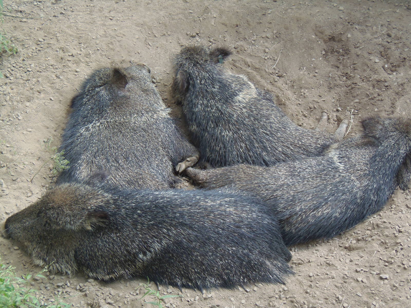 Pile-O-Peccaries