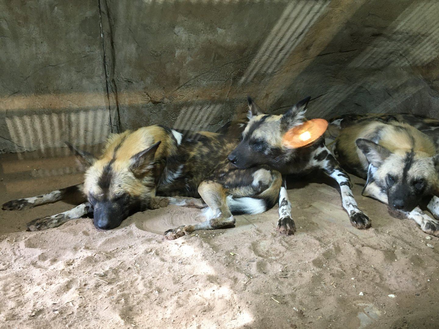 Pile of African Painted Wolves