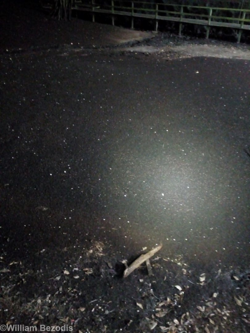 Pile of Bat Guano and Insects in Gomantong Cave