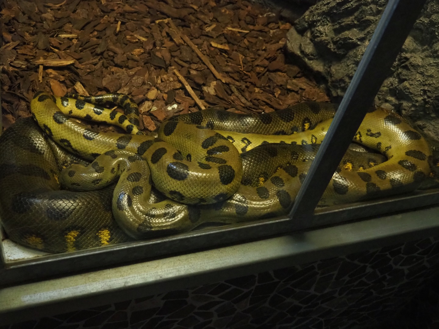 Pile of green anacondas (Eunectes murinus), 2019-04-06