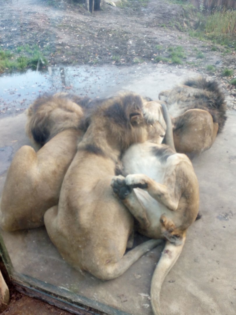 Pile of lions (5 of em)