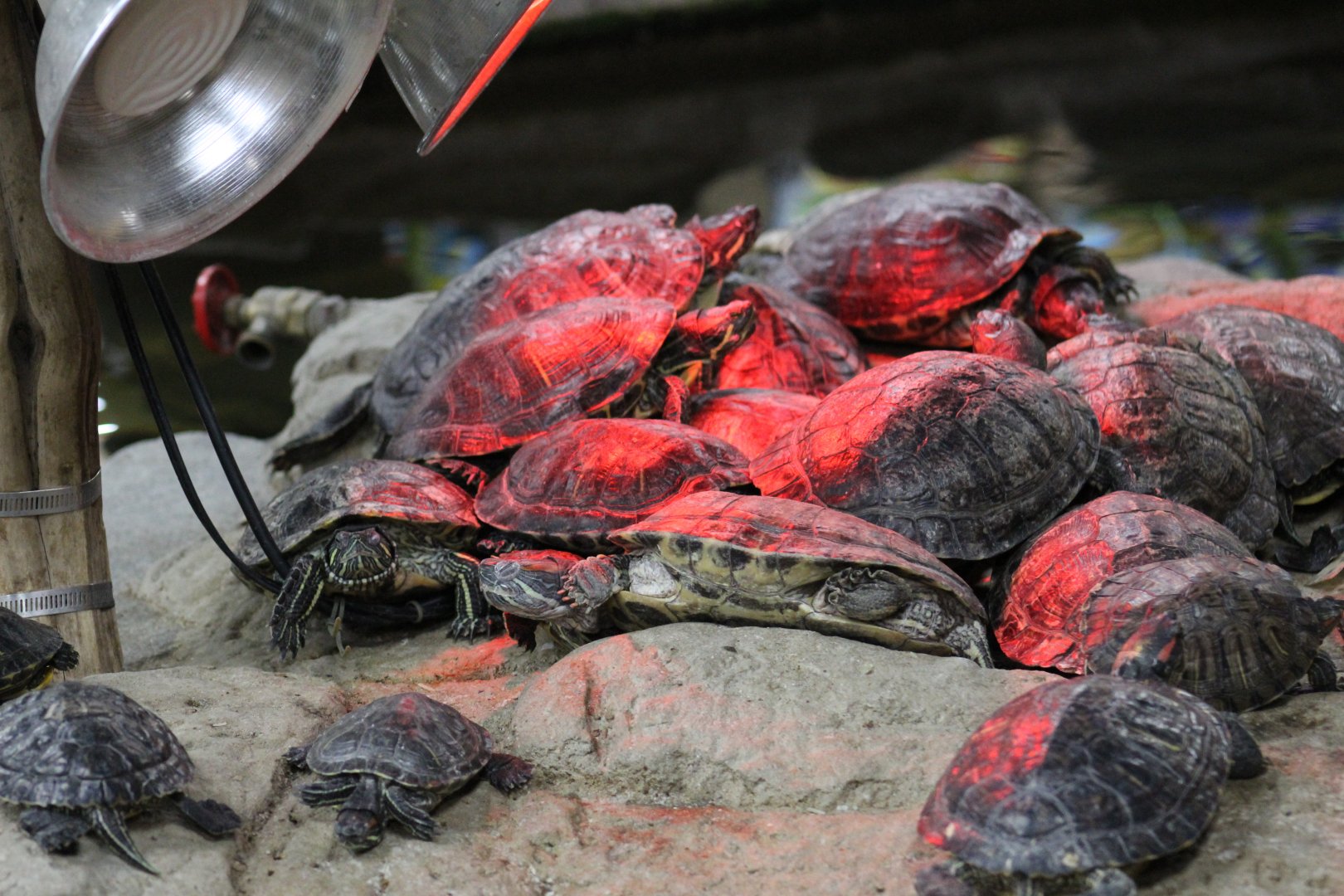 Pile of Pond Sliders