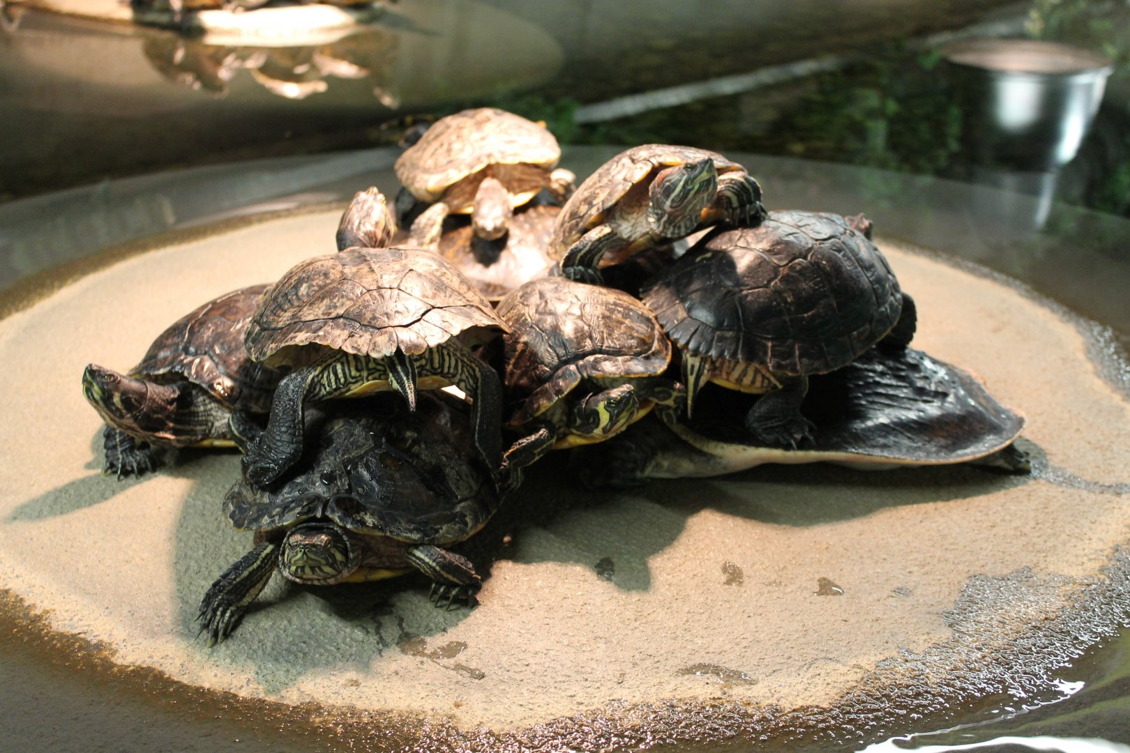 Pile of sliders .... and an hidden softshell