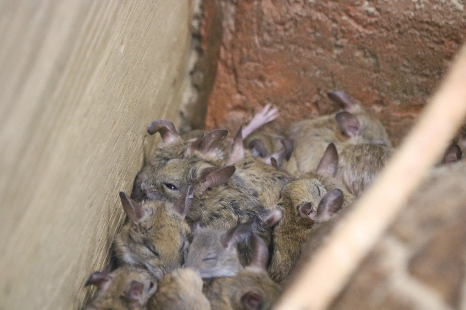 Pile of Spinifex Hopping Mice