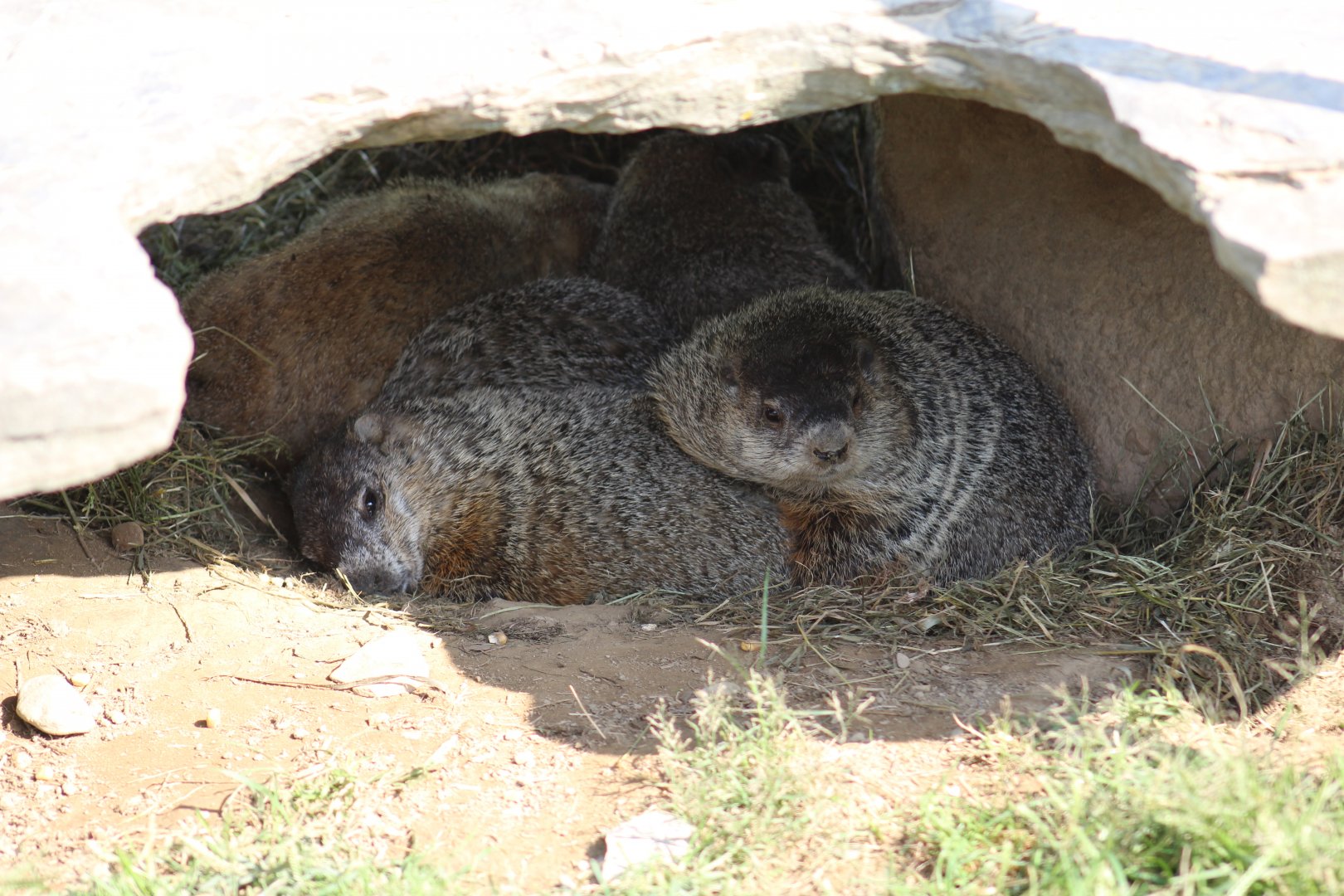 Pile of Woodchucks